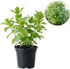 Orange Mint Plants Live Outdoor and Garden, Mint Plants Live in 3-Inch Pot, Cold-Hardy Mint Herb for Patios, Containers, and Ground Cover