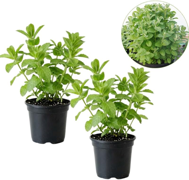 2 Apple Mint Plant, 3" Pot, Fresh Herb Plants Live, Mint Plants for Inside Windowsills or Outdoor Garden Beds