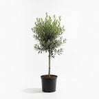 (No Ship to CA, HI, AK) Arbequina Olive Tree for Planting (2.5–3 Feet) | Live Potted Olive Tree | High-Yield, Hardy Variety