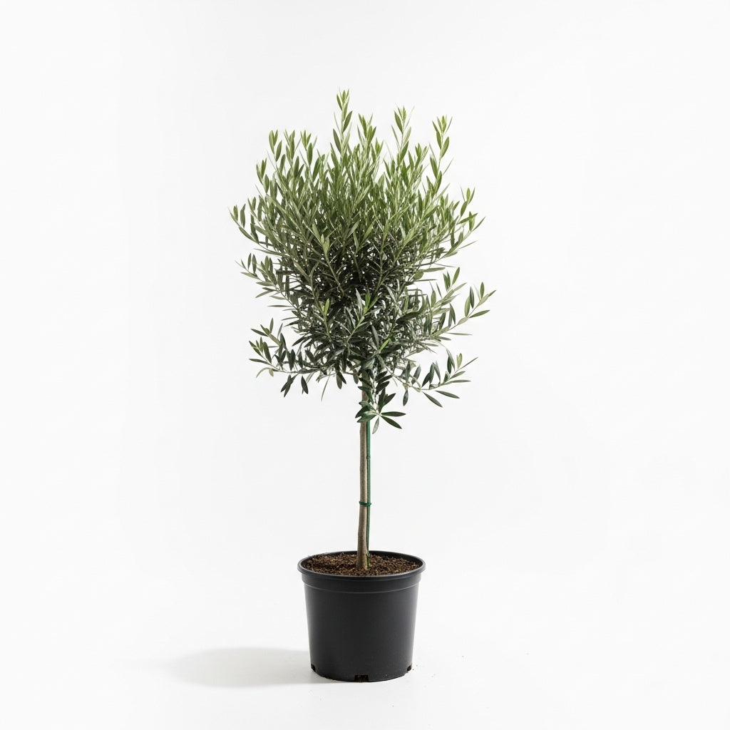 (No Ship to CA, HI, AK) Arbequina Olive Tree for Planting (2.5–3 Feet) | Live Potted Olive Tree | High-Yield, Hardy Variety