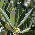 (No Ship to CA, HI, AK) Arbequina Olive Tree for Planting (2.5–3 Feet) | Live Potted Olive Tree | High-Yield, Hardy Variety