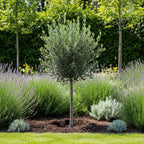 (No Ship to CA, HI, AK) Arbequina Olive Tree for Planting (2.5–3 Feet) | Live Potted Olive Tree | High-Yield, Hardy Variety