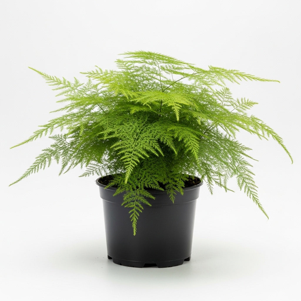 Asparagus Fern Live Plants in 4’’ Inch Pot | Soft Feathery Asparagus Setaceus | Easy-Care Indoor Houseplant for Home & Office Décor