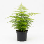 Asparagus Fern Live Plants in 4’’ Inch Pot | Soft Feathery Asparagus Setaceus | Easy-Care Indoor Houseplant for Home & Office Décor