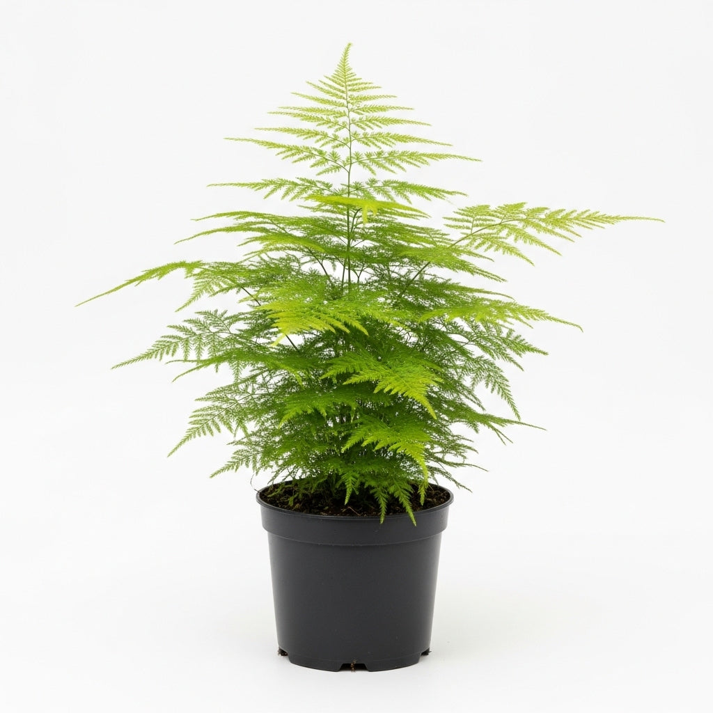 Asparagus Fern Live Plants in 4’’ Inch Pot | Soft Feathery Asparagus Setaceus | Easy-Care Indoor Houseplant for Home & Office Décor