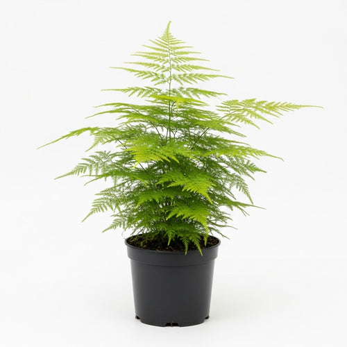 Asparagus Fern Live Plants in 4’’ Inch Pot | Soft Feathery Asparagus Setaceus | Easy-Care Indoor Houseplant for Home & Office Décor