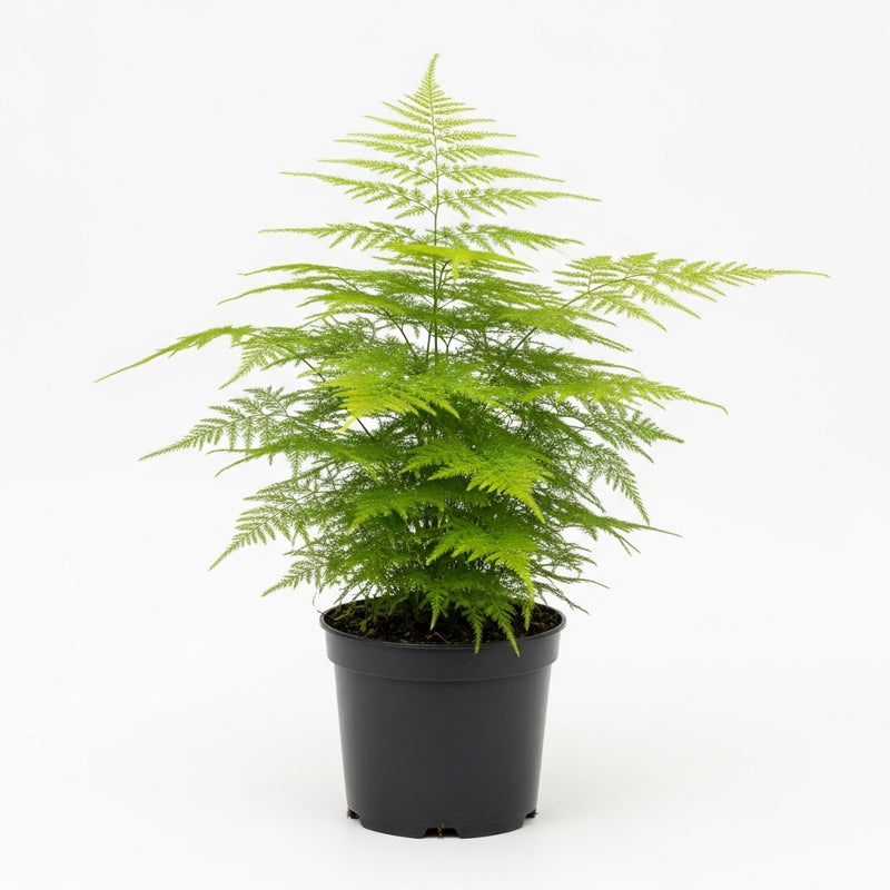 Asparagus Fern Live Plants in 4’’ Inch Pot | Soft Feathery Asparagus Setaceus | Easy-Care Indoor Houseplant for Home & Office Décor