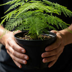 Asparagus Plants Live for Planting in 4’’ Inch Pot | Feathery Asparagus Fern Houseplant | Low-Maintenance Indoor Plant for Shelves, Desks & Small Spaces