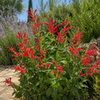 2 Red Salvia Live Plant for Planting, 5-8" Tall Medium Pot Sage Plant, Hardy Herb Plant with Red Flower Spike, for Backyard Garden