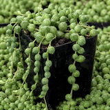Succulents Plants Live with 2 Inch Pot - String of Tears | Rare Succulent | Live Variegated String of Tears Trailing Succulent | Suitable for House Plant for Home & Office Décor