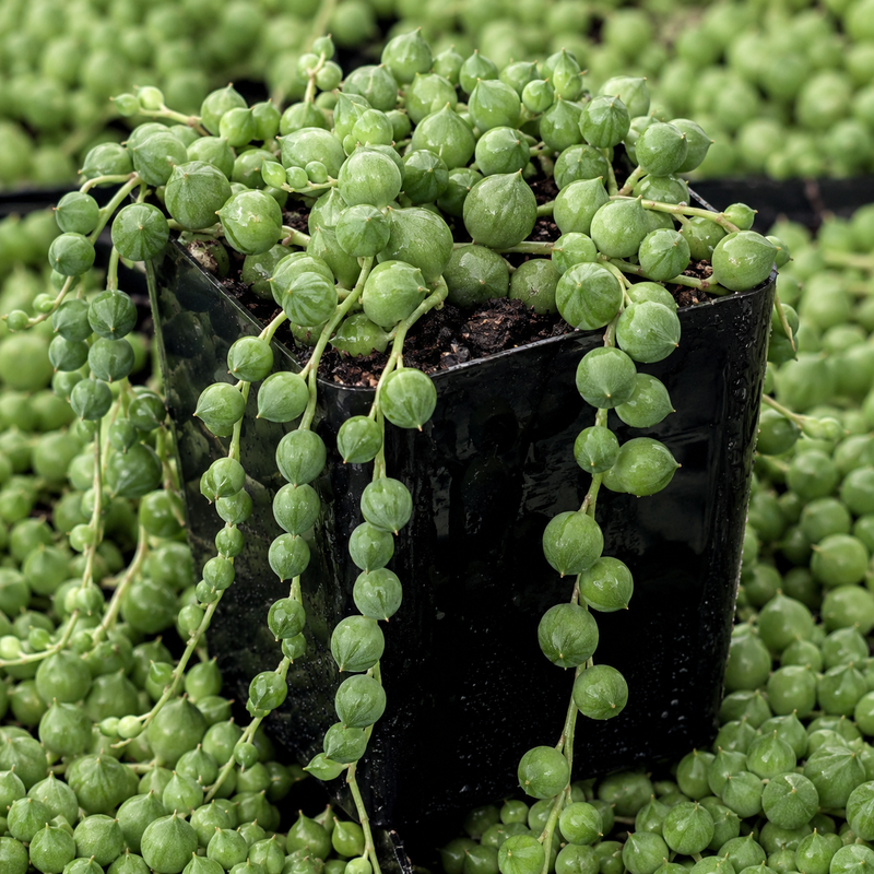 Succulents Plants Live with 2 Inch Pot - String of Tears | Rare Succulent | Live Variegated String of Tears Trailing Succulent | Suitable for House Plant for Home & Office Décor