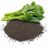 100 Pcs Chinese Broccoli Seeds - Kailaan - Gai Lan, Non GMO, High-Yielding, Fast Growing Crisp Asian Greens for Backyard Garden