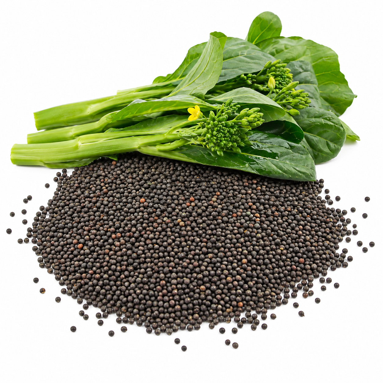 Chinese Broccoli Seeds for Planting - Kailaan, 300 Pcs, Non GMO, Heirloom, Easy to Grow Vegetables Seeds for Outdoor Gardens