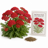 500 Red Yarrow Seeds (Achillea millefolium rubra), Non GMO, High Yield, Vibrant Cerise Ruby Red Perennial Wildflower, for Backyard Borders
