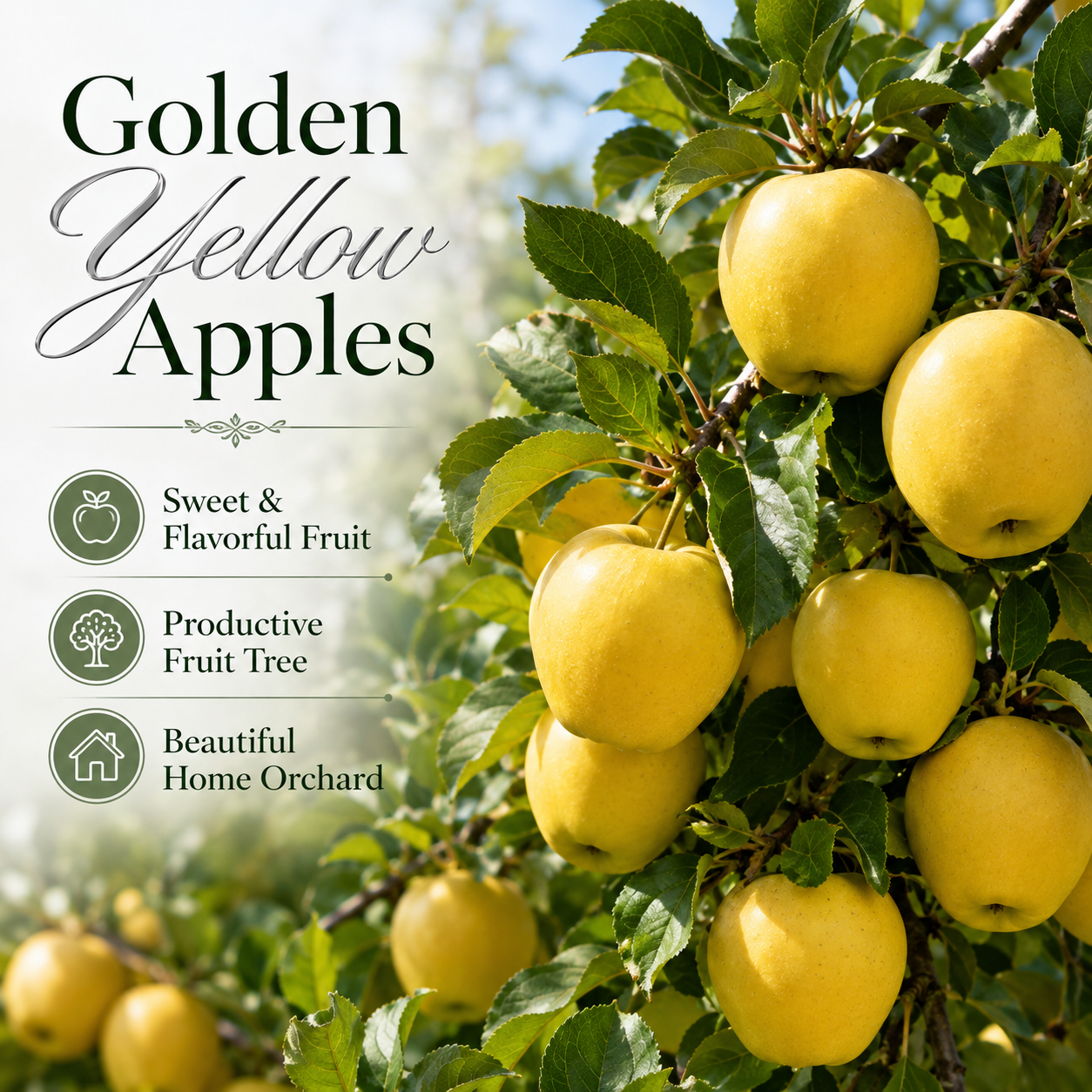 Golden Delicious Apple Tree, Malus Domestica Starter, 3 Gal Pot, Cold-Hardy Edible Yellow Apple Tree for Large Pots and Home Gardens (No Ship to CA,HI,AK)