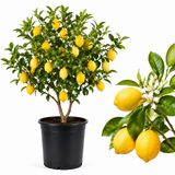 Live Meyer Lemon Tree | 1–2 Ft Tall Citrus Plant | Sweet, Juicy Lemons for Cooking, Drinks, and Home Gardening (No Ship to CA,HI,AK)