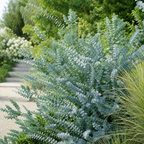 10 Baby Blue Eucalyptus Seeds for Planting, Non GMO, Aromatic Silver-Blue Foliage, Fast Growing, for Patio, Pots, Entryways & Home Styling