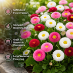 600 Pcs Bellis Mixed English Daisy Seeds, Non GMO, Heirloom, Cold Hardy, Ideal for Containers, Patios & Garden Accents