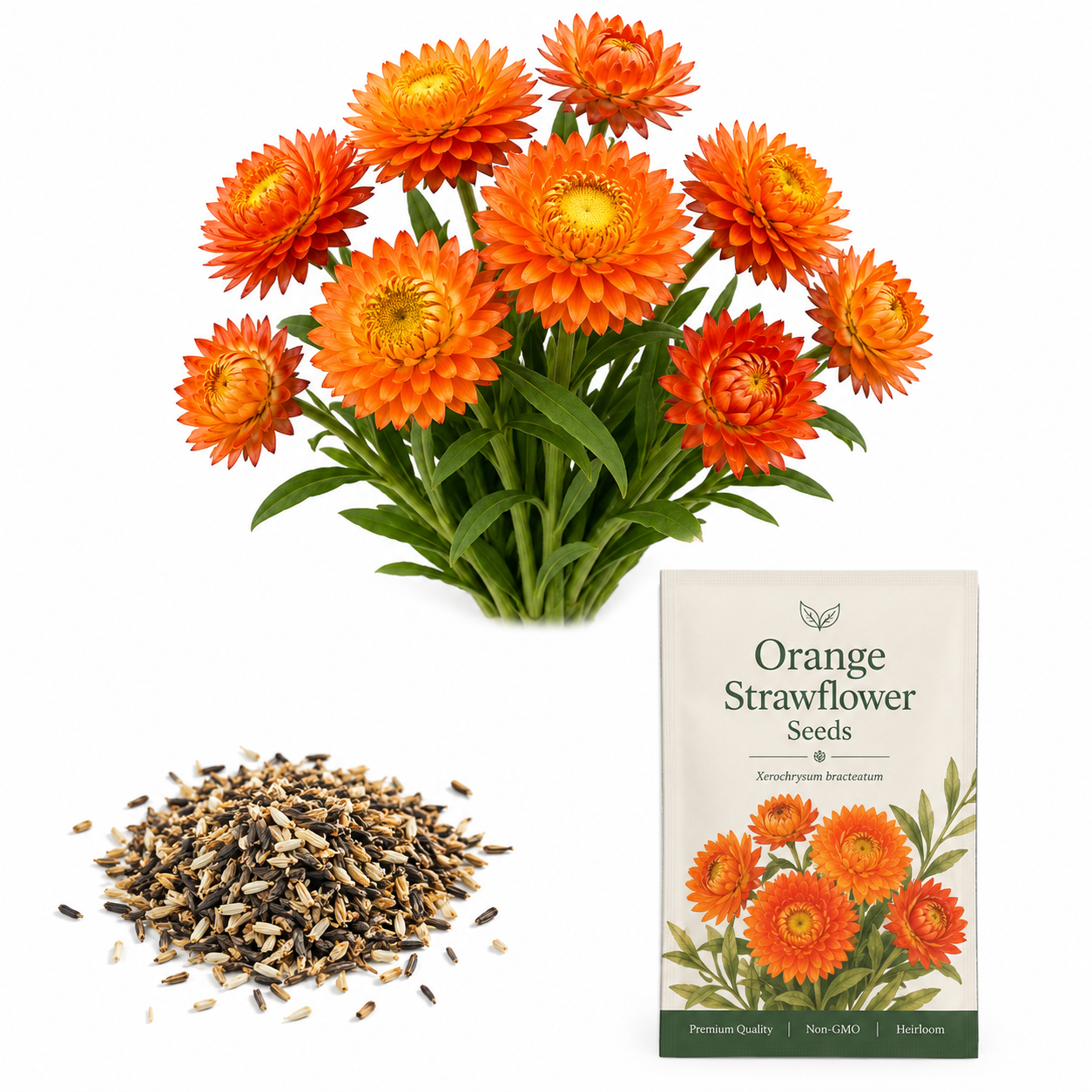 150 Strawflower Seeds for Planting Outdoors, Non GMO, Annual Flower Seeds, Vibrant Multi-Color Everlasting Flower, Ideal for Raised Beds & Backyard Gardens