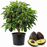 HASS Avocado Tree Live Plants – 2.5–3 Ft Live Plant | Delicious Avocados for Fresh Eating & Home Gardening (No Ship to CA,HI,AK)