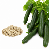 150 Tendergreen Burpless Cucumber Seeds, Non-GMO, Heirloom, Easy to Grow, Crispy Sweet Cucumber Vegetable Seeds for Garden Trellis
