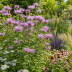 150 Wild Bergamot Seeds, Non GMO Beebalm Seeds, Hardy, Open Pollinated Perennial Flowers,