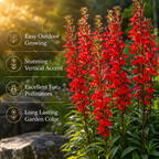 750 Cardinal Flower Seeds for Planting Outdoors, Non-GMO Lobelia cardinalis Seeds, Heirloom, Easy Care, High Yield, Perennial Wildflower Seeds