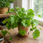 Piggyback Live Plant Tolmiea Menziesii | 4-Inch Pot | Low Maintenance Live Houseplant with Trailing Habit