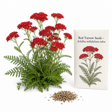 1500 Red Yarrow Seeds (Achillea millefolium rubra), Non GMO, Heirloom, Native Perennial Flower Seeds, Ruby Red Blooms, Spring & Fall Planting