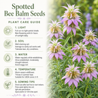 100 Spotted Bee Balm Seeds for Planting, Heirloom, Drought Tolerant, Purple Bee Balm Perennial Wildflower Seeds for Shade & Sun Backyard Landscape