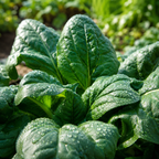 400 Pcs Noble Giant Spinach Seeds, Non GMO, High-Yield, Slow-Bolting, Leafy Greens Spinach Seeds, for Outdoor Planting