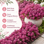 200 Deep Rose Alyssum Seeds, Non-GMO Sweet Alyssum Flower Seeds, Drought Tolerant, Ideal for Garden Borders & Hanging Baskets
