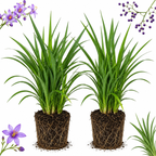 2 Flax Lily Live Plants,  4-6 Inch Tall, Well-Rooted Cold-Hardy Evergreen, Low Maintenance Grass for Shady Yard Borders
