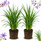 2 Flax Lily Live Plants,  4-6 Inch Tall, Well-Rooted Cold-Hardy Evergreen, Low Maintenance Grass for Shady Yard Borders