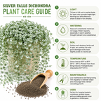 Silver Falls Dichondra Seeds, 20 Pcs,Non GMO, Low Maintenance, Decorative Cascading Plants for Hanging Planters & Outdoor Spaces