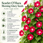 150 Scarlet O Hara Morning Glory Seeds for Planting, Non GMO, Heirloom, Crimson Red Climbing Blooms, Vine Flower Seeds for Gardens Accent, Borders & Fence