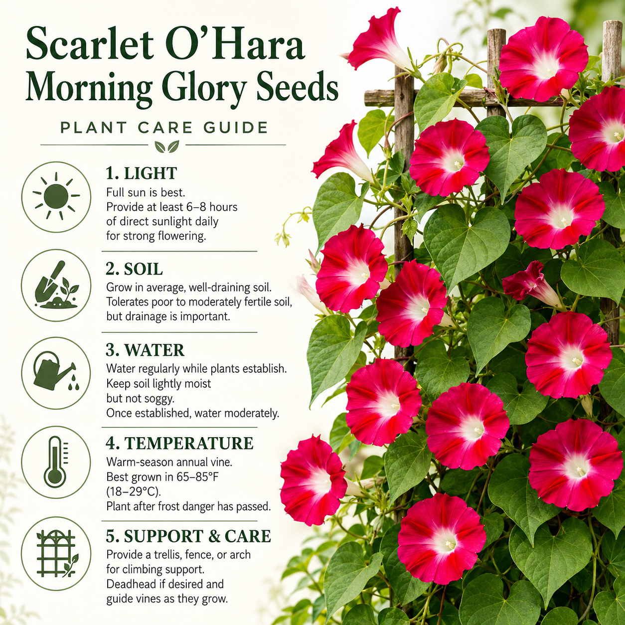 150 Scarlet O Hara Morning Glory Seeds for Planting, Non GMO, Heirloom, Crimson Red Climbing Blooms, Vine Flower Seeds for Gardens Accent, Borders & Fence