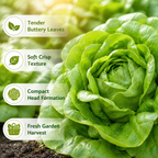 1500 Buttercrunch Lettuce Seeds for Planting, Non GMO, Heirloom, Easy to Grow, Delicious Tender Greens, Ideal for Raised Beds, Containers & Gardens