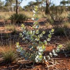 Baby Blue Eucalyptus Plant Live in 2.5 Inch Pot | Real Eucalyptus Plant for Planting Outdoors or Indoors | Fresh Aromatic Foliage | Easy-Growing Eucalyptus for Garden, Patio & Home Décor
