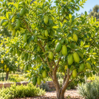 Green Finger Limes Fresh Trees | 1 Gallon Live Potted Citrus Plant | Unique, Juicy Citrus Trees for Indoor & Outdoor Spaces (No Ship to CA,HI,AK)