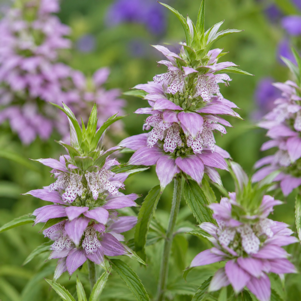 50 Spotted Bee Balm Seeds, Non GMO, Hardy, Open Pollinated Perennial Flowers, Ideal for for Yards and Sunny Borders
