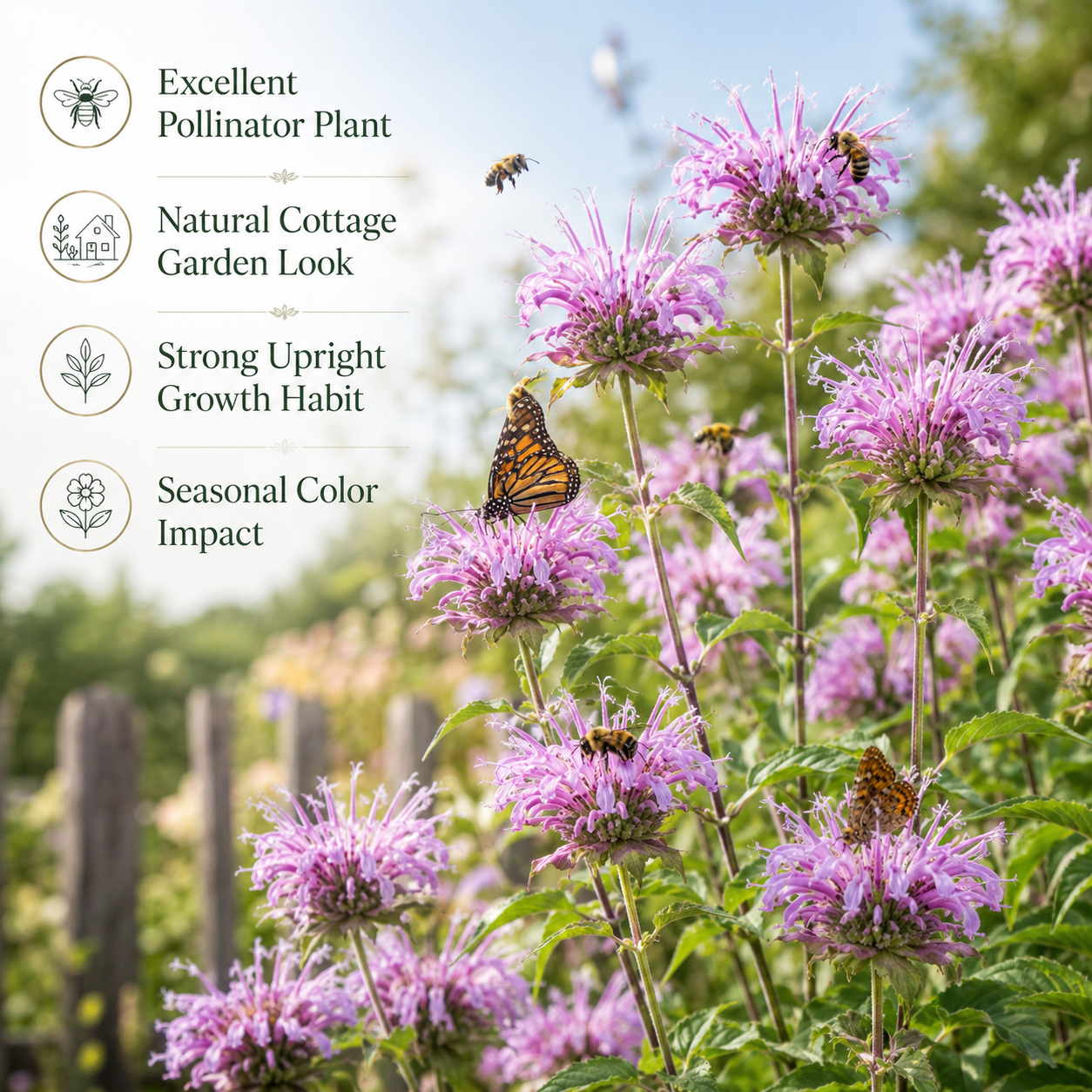 150 Wild Bergamot Seeds, Non GMO Beebalm Seeds, Hardy, Open Pollinated Perennial Flowers,