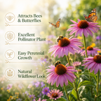 400 Purple Coneflower Seeds, Heirloom Echinacea Purpurea Seeds, Hardy, Pink Purple Perennial Blooms, for Backyard Gardens, Patios & Landscape