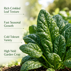 Bloomsdale Spinach Seeds for Planting, 200 Pcs, Non GMO, Easy to Grow Green Vegetables Seeds, for Backyard Garden