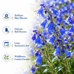 1500 California Bluebell Seeds for Planting Outdoors, Non GMO, Heirloom, Easy to Grow, High-Yield Deep Blue Bell-Shaped Bloom, Perfect for Garden Borders & Landscaping