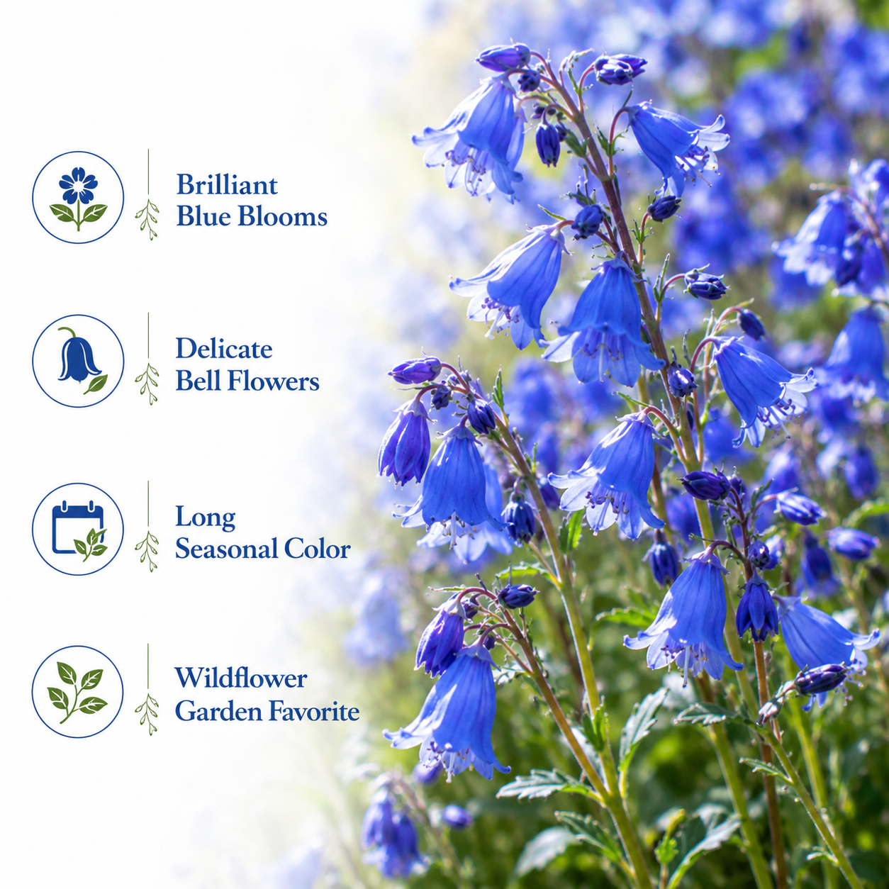 1500 California Bluebell Seeds for Planting Outdoors, Non GMO, Heirloom, Easy to Grow, High-Yield Deep Blue Bell-Shaped Bloom, Perfect for Garden Borders & Landscaping