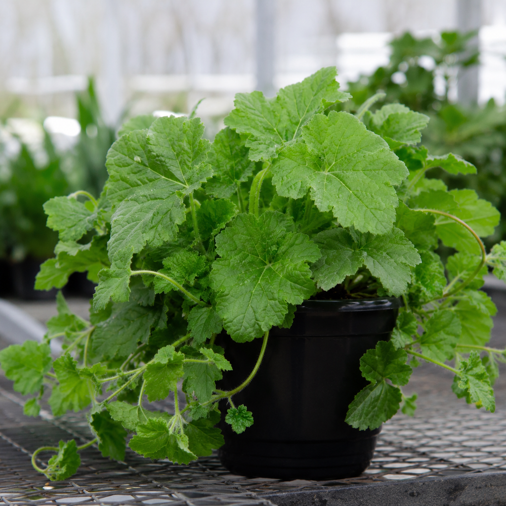 Live Piggyback Plant Tolmiea Menziesii | 4" Potted Native Evergreen Perennial | Shade-Tolerant Indoor Foliage & Well-Rooted Plant
