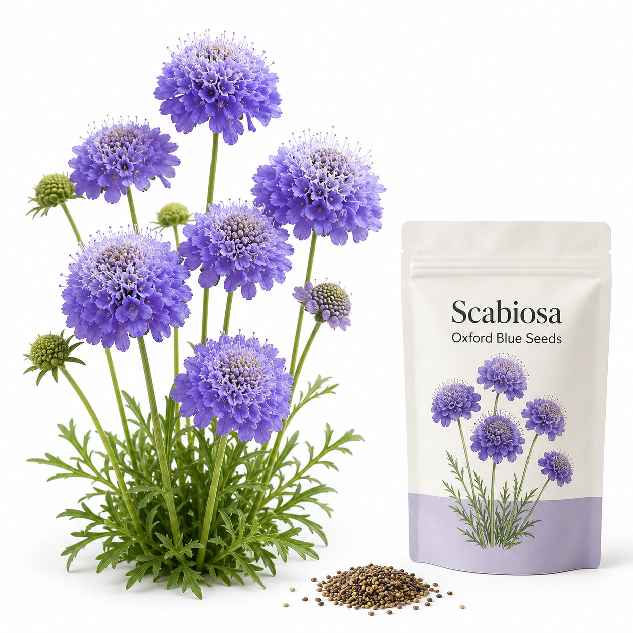 100 Scabiosa Seeds, Non-GMO, Heirloom Pincushion Flower Seeds, Tall and Sturdy Stems with Long-Lasting Elegant Blooms, Ideal for Borders & Backyard Pollinator Gardens