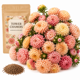 50 Tower Chamois Untreated Aster Seeds, Non GMO, Easy Care, Spectacular Double Peony-Like Blooms, Elegant Long-Stemmed, Ideal for Gardens, Patios & Borders