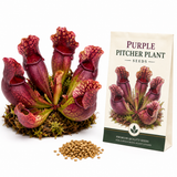 30 Purple Pitcher Plant Seeds, Non GMO, Cold Hardy Carnivorous Pitcher Plant, Perfect for Indoor Terrariums, Gardens & Containers